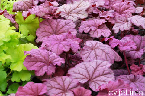 heuchera_berry_smoothie_1b[1].jpg